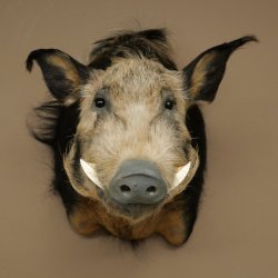 Cochon à oreilles en pince, cochon des rivières, Potamochoerus porcus, cochon, sanglier, tête, 95.11.20