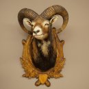 Mouflon (Ovis gmelini musimon) Préparation HL 75...