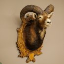 Mouflon (Ovis gmelini musimon) Préparation HL 75 cm Tête Épaules Bouclier principal 85.12.93
