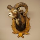 Mouflon (Ovis gmelini musimon) Préparation HL 75 cm Tête Épaules Bouclier principal 85.12.93