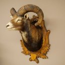 Mouflon (Ovis gmelini musimon) Préparation HL 75 cm Tête Épaules Bouclier principal 85.12.93