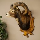 Mouflon (Ovis gmelini musimon) Préparation HL 75 cm Tête Épaules Bouclier principal 85.12.93
