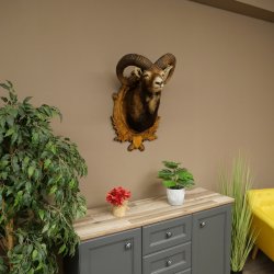 Mouflon (Ovis gmelini musimon) Préparation HL 75 cm Tête Épaules Bouclier principal 85.12.93