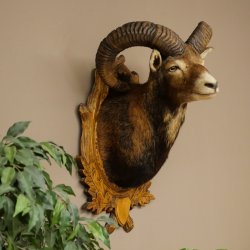 Mouflon (Ovis gmelini musimon) Préparation HL 75 cm Tête Épaules Bouclier principal 85.12.93