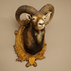 Mouflon (Ovis gmelini musimon) Préparation HL 75 cm Tête Épaules Bouclier principal 85.12.93