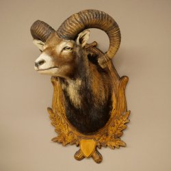Mouflon (Ovis gmelini musimon) Préparation HL 75 cm Tête Épaules Bouclier principal 85.12.93