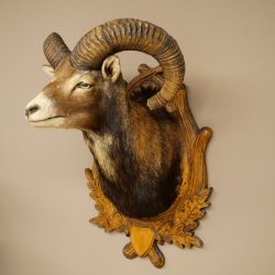 Mouflon (Ovis gmelini musimon) Préparation HL 75 cm Tête Épaules Bouclier principal 85.12.93