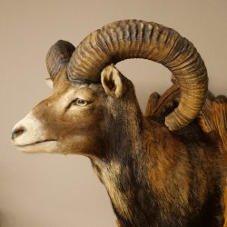 Mouflon (Ovis gmelini musimon) Préparation HL 75 cm Tête Épaules Bouclier principal 85.12.93