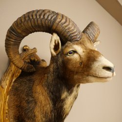Mouflon (Ovis gmelini musimon) Préparation HL 75 cm Tête Épaules Bouclier principal 85.12.93