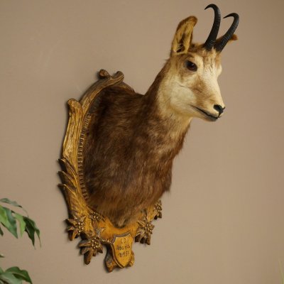 Chamois head Chamois Chamois head Chamois SL 17.5 cm Head mount Head on trophy board 85.13.69