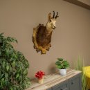 Chamois head Chamois Chamois head Chamois SL 17.5 cm Head mount Head on trophy board 85.13.69