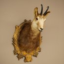 Chamois head Chamois Chamois head Chamois SL 17.5 cm Head mount Head on trophy board 85.13.69