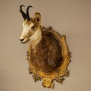 Chamois head Chamois Chamois head Chamois SL 17.5 cm Head mount Head on trophy board 85.13.69