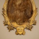 Chamois head Chamois Chamois head Chamois SL 17.5 cm Head mount Head on trophy board 85.13.69