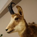 Chamois head Chamois Chamois head Chamois SL 17.5 cm Head mount Head on trophy board 85.13.69