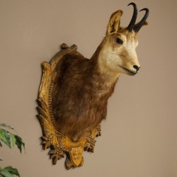 Chamois head Chamois Chamois head Chamois SL 17.5 cm Head mount Head on trophy board 85.13.69