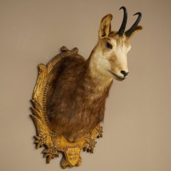 Chamois head Chamois Chamois head Chamois SL 17.5 cm Head mount Head on trophy board 85.13.69