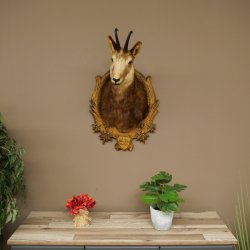 Chamois head Chamois Chamois head Chamois SL 17.5 cm Head mount Head on trophy board 85.13.69