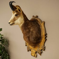 Chamois head Chamois Chamois head Chamois SL 17.5 cm Head mount Head on trophy board 85.13.69