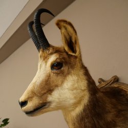 Chamois head Chamois Chamois head Chamois SL 17.5 cm Head mount Head on trophy board 85.13.69