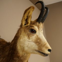 Chamois head Chamois Chamois head Chamois SL 17.5 cm Head mount Head on trophy board 85.13.69
