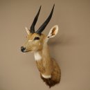 Tête et épaules empaillées dantilope...