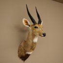 Buschbock Antilope Afrika Kopf Schulter Präparat...