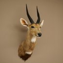Tête et épaules empaillées dantilope Buschbock dAfrique, trophée, hauteur 33 cm, 95.8.9