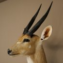 Tête et épaules empaillées dantilope Buschbock dAfrique, trophée, hauteur 33 cm, 95.8.9