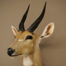 Tête et épaules empaillées dantilope Buschbock dAfrique, trophée, hauteur 33 cm, 95.8.9