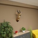 Tête et épaules empaillées dantilope Buschbock dAfrique, trophée, hauteur 33 cm, 95.8.9