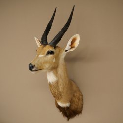 Tête et épaules empaillées dantilope Buschbock dAfrique, trophée, hauteur 33 cm, 95.8.9