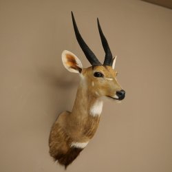 Tête et épaules empaillées dantilope Buschbock dAfrique, trophée, hauteur 33 cm, 95.8.9