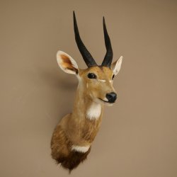 Tête et épaules empaillées dantilope Buschbock dAfrique, trophée, hauteur 33 cm, 95.8.9