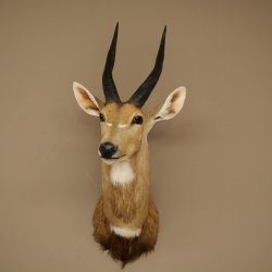 Tête et épaules empaillées dantilope Buschbock dAfrique, trophée, hauteur 33 cm, 95.8.9