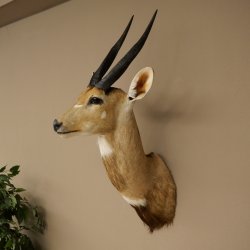 Tête et épaules empaillées dantilope Buschbock dAfrique, trophée, hauteur 33 cm, 95.8.9