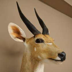 Tête et épaules empaillées dantilope Buschbock dAfrique, trophée, hauteur 33 cm, 95.8.9