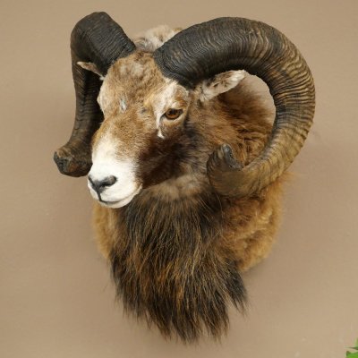Mouflon + bélier Longueur des cornes : 76 + 64 cm Tête empaillée avec cornes 95.205.5