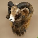 Mouflon + bélier Longueur des cornes : 76 + 64 cm...