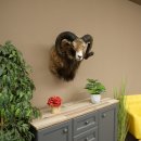 Mouflon + bélier Longueur des cornes : 76 + 64 cm Tête empaillée avec cornes 95.205.5