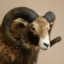 Mouflon + bélier Longueur des cornes : 76 + 64 cm...