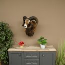 Mouflon + bélier Longueur des cornes : 76 + 64 cm Tête empaillée avec cornes 95.205.5