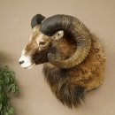 Mouflon + bélier Longueur des cornes : 76 + 64 cm Tête empaillée avec cornes 95.205.5