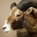 Mouflon + bélier Longueur des cornes : 76 + 64 cm Tête empaillée avec cornes 95.205.5