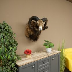 Mouflon + bélier Longueur des cornes : 76 + 64 cm Tête empaillée avec cornes 95.205.5