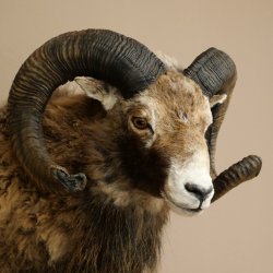 Mouflon + bélier Longueur des cornes : 76 + 64 cm Tête empaillée avec cornes 95.205.5