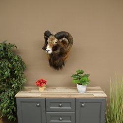 Mouflon + bélier Longueur des cornes : 76 + 64 cm Tête empaillée avec cornes 95.205.5