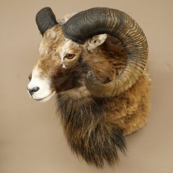 Mouflon + bélier Longueur des cornes : 76 + 64 cm Tête empaillée avec cornes 95.205.5