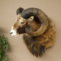 Mouflon + bélier Longueur des cornes : 76 + 64 cm Tête empaillée avec cornes 95.205.5