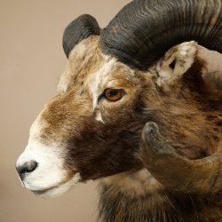 Mouflon + bélier Longueur des cornes : 76 + 64 cm Tête empaillée avec cornes 95.205.5